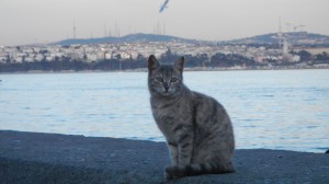 イスタンブールの猫