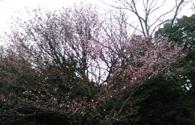桜 - 2018.4.24 北海道神宮